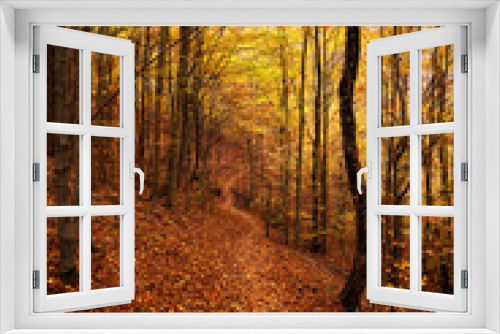 Fototapeta Naklejka Na Ścianę Okno 3D - Hiking in a beautiful autumn forest. Wide view inside a fall color autumn. Amazing autumn landscape.