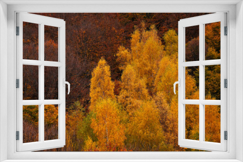 Fototapeta Naklejka Na Ścianę Okno 3D - Autumn forest from above. Photo with an amazing landscape of a mountain side forest in fall color during a beautiful autumn morning.