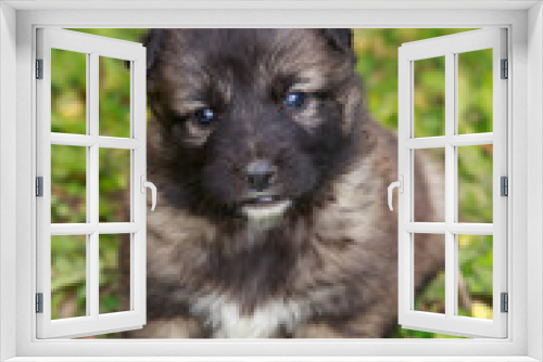 Fototapeta Naklejka Na Ścianę Okno 3D - Puppy breed Alabai