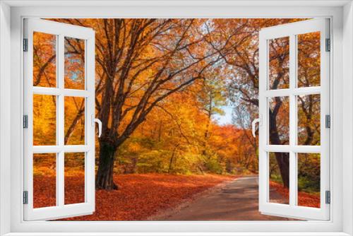 Fototapeta Naklejka Na Ścianę Okno 3D - Colorful dream trees leaves and footpath road in autumn landscape. Deep in the forest trail and autumn colors magnificent view. Majestic beautiful sunny walk. Picturesque path in autumn forest nature