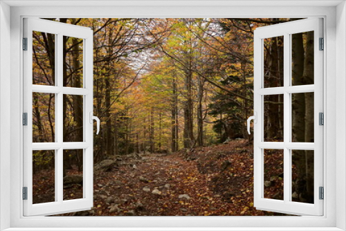 Fototapeta Naklejka Na Ścianę Okno 3D - Otoño en los bosques del Pirineo