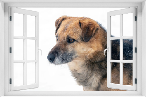 Fototapeta Naklejka Na Ścianę Okno 3D - Large watch dog with a close look in the winter covered with snow, portrait of a dog