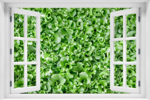 Fototapeta Naklejka Na Ścianę Okno 3D - Fresh and green lettuce salad background texture