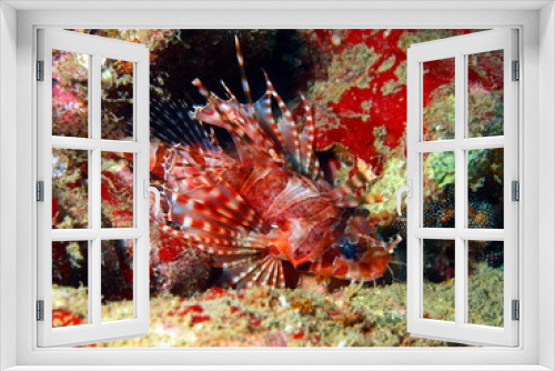 Fototapeta Naklejka Na Ścianę Okno 3D - Scorpionfish, Vietnam