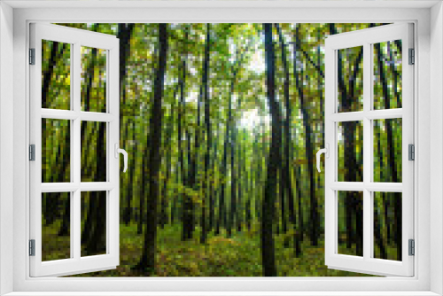 Fototapeta Naklejka Na Ścianę Okno 3D - green forest 