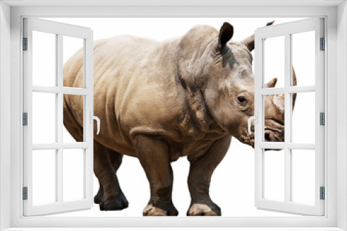 Fototapeta Naklejka Na Ścianę Okno 3D - rhino on white background