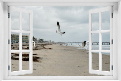 Fototapeta Naklejka Na Ścianę Okno 3D - Seagulls Fighting for Food