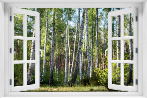 Fototapeta Naklejka Na Ścianę Okno 3D - Birch wood in spring with white and black birch trunks and light green leaves