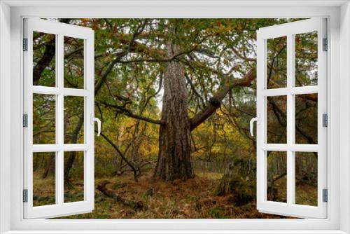 Fototapeta Naklejka Na Ścianę Okno 3D - Beautiful forest in autumn in the Rascafria Natural Park near the Sierra de Guadarrama National Park.Madrid. Municipal term of Rascafria. Spain