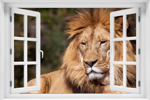 Fototapeta Naklejka Na Ścianę Okno 3D - African Lion (Panthera Leo)