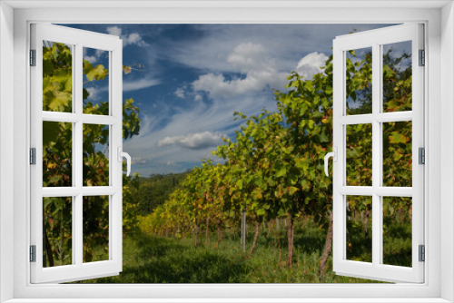 Fototapeta Naklejka Na Ścianę Okno 3D - Vineyards, vine and clouds on sky, greenery landscape background