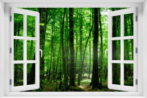 Fototapeta Naklejka Na Ścianę Okno 3D - green forest in the morning