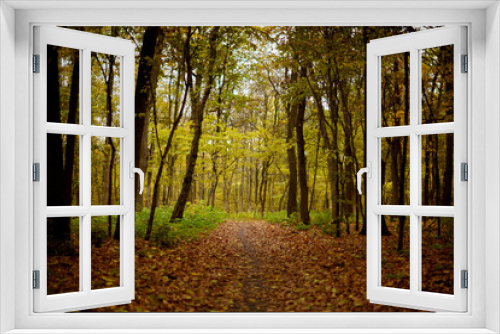 Fototapeta Naklejka Na Ścianę Okno 3D - Autumn forest, path, yellow fallen leaves
