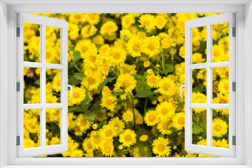 Fototapeta Naklejka Na Ścianę Okno 3D - Yellow flowers background, Yellow chrysanthemums daisy flower background, Yellow flower blooming chrysanthemum background, Fields beautiful yellow flowers.