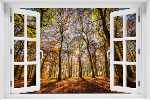 Fototapeta Naklejka Na Ścianę Okno 3D - autumn in the forest 