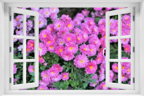 Fototapeta Naklejka Na Ścianę Okno 3D - ピンクの小菊