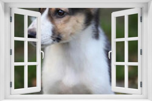 Fototapeta Naklejka Na Ścianę Okno 3D - Portrait of a tricolor puppy outdoors. A mongrel young dog of a red-black-white color sits on the grass and looks to the side.
