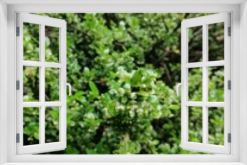Fototapeta Naklejka Na Ścianę Okno 3D - Evergreen blooming Ilex crenata Convexa or Japanese Holly shrub with small glossy leaves and tiny delicate white inflorescences on a flower bed on a sunny summer day. Nature wallpaper
