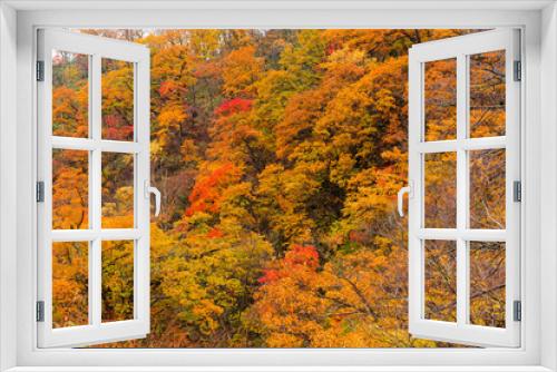 Fototapeta Naklejka Na Ścianę Okno 3D - Beautiful forest in autumn season