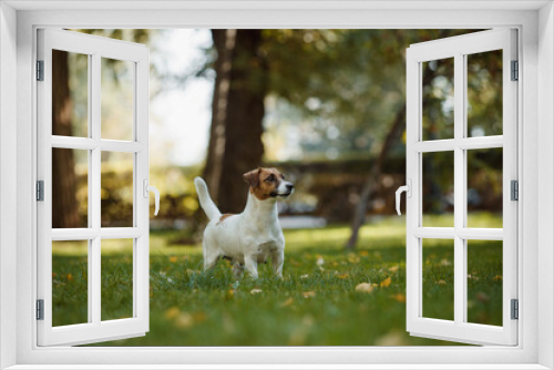 Fototapeta Naklejka Na Ścianę Okno 3D - dog jack russell terrier portrait in the park