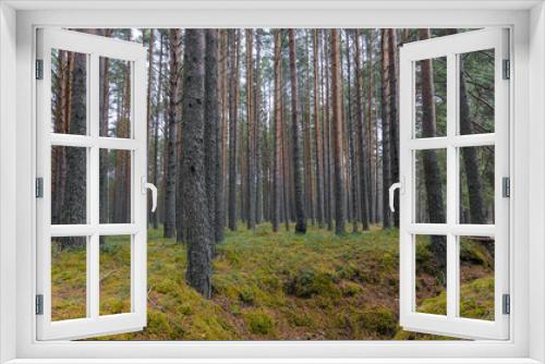 Fototapeta Naklejka Na Ścianę Okno 3D - Scandinavian taiga