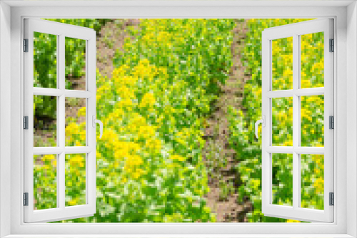 Fototapeta Naklejka Na Ścianę Okno 3D - 菜の花畑	