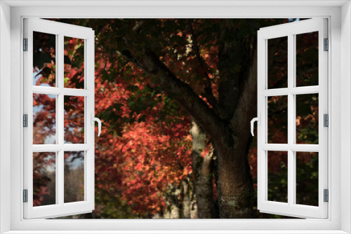 Fototapeta Naklejka Na Ścianę Okno 3D - Red  and orange tones on maple foliage - 1