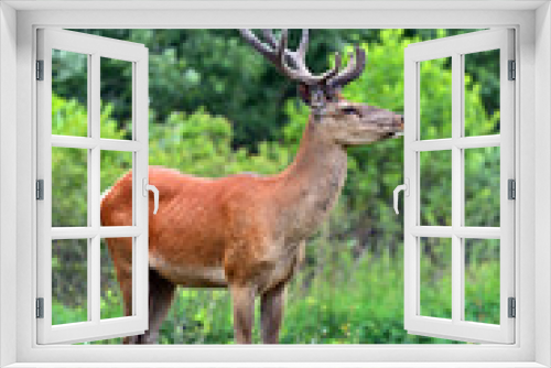 Fototapeta Naklejka Na Ścianę Okno 3D - Altai deer
