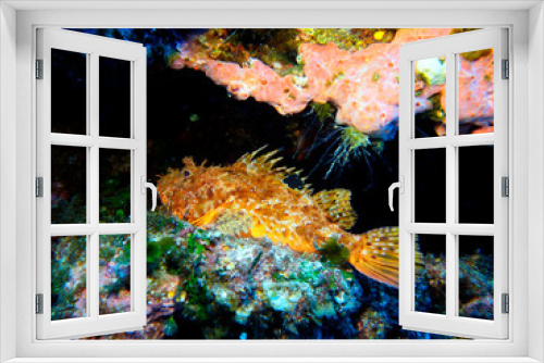 Fototapeta Naklejka Na Ścianę Okno 3D - Scuba Diving and Underwater Photography Malta Gozo Comino - Wrecks Reefs Marine Life Caverns Caves History