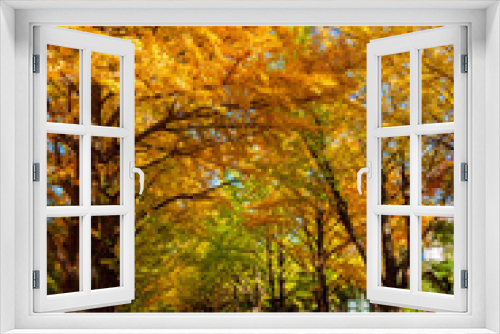 Fototapeta Naklejka Na Ścianę Okno 3D - 秋の札幌市・北海道大学で見た、銀杏並木の紅葉と快晴の青空