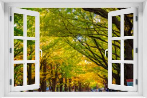Fototapeta Naklejka Na Ścianę Okno 3D - 秋の札幌市・北海道大学で見た、色付きが進む銀杏並木の紅葉