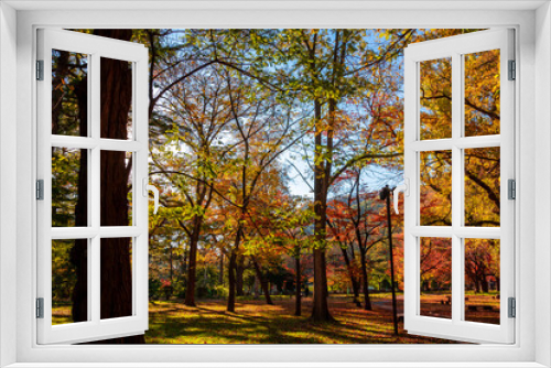 Fototapeta Naklejka Na Ścianę Okno 3D - 秋の札幌市・円山公園で見た、紅葉の色づきが進む森と快晴の青空