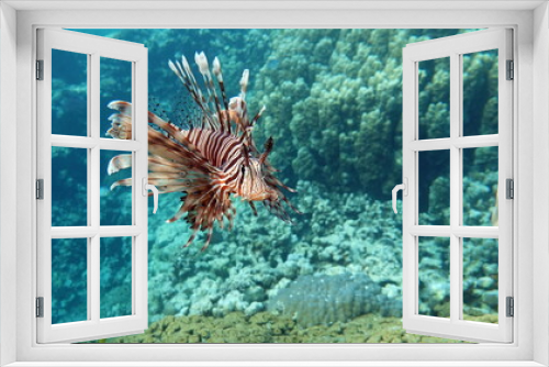Fototapeta Naklejka Na Ścianę Okno 3D - Lion Fish in the Red Sea in clear blue water hunting for food .