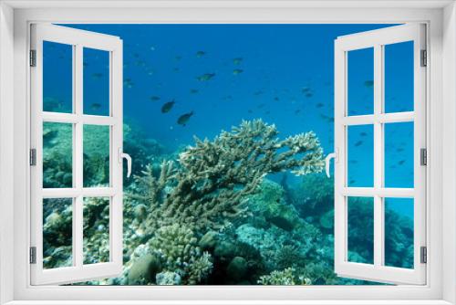 Fototapeta Naklejka Na Ścianę Okno 3D - Beautiful coral reefs and Red Sea kpral gardens.

