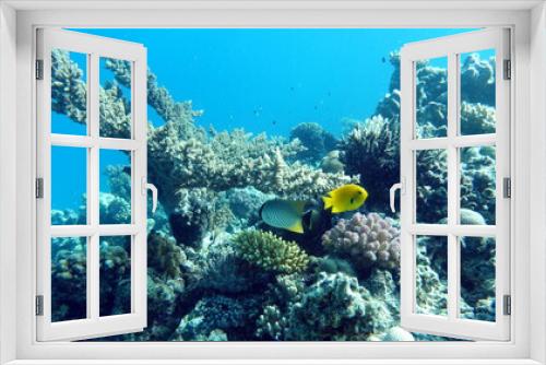 Fototapeta Naklejka Na Ścianę Okno 3D - Colorful tropical fish on a coral reef, amazingly beautiful fairy world. In the coral gardens of the Red Sea.