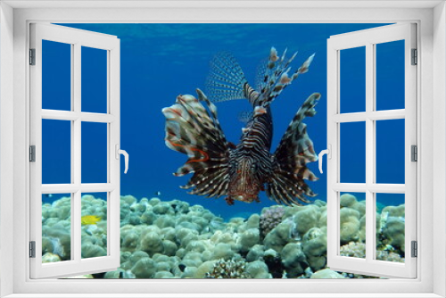 Fototapeta Naklejka Na Ścianę Okno 3D - Lion Fish in the Red Sea in clear blue water hunting for food .
Lionfish. Fish - a type of bone fish Osteichthyes. Scorpaenidae. Lionfish warrior.
