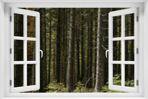 Fototapeta Naklejka Na Ścianę Okno 3D - vertical image of empty pine trees in the forest growing among green grass. the concept of illegal logging, preservation of biodiversity and love for nature