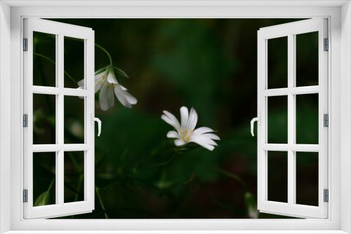 Fototapeta Naklejka Na Ścianę Okno 3D - Weiße Blüten