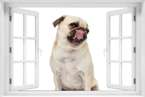 Fototapeta Naklejka Na Ścianę Okno 3D - Little pug dog licking his nose while looking away