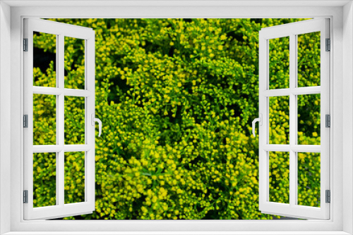 Fototapeta Naklejka Na Ścianę Okno 3D - Flowers composition. Green Mimosa flowers . Spring concept. Flat lay, top view. A branch of mimosa on a dark background, shadows from flowers, filmed on a sunny day, selective focus.