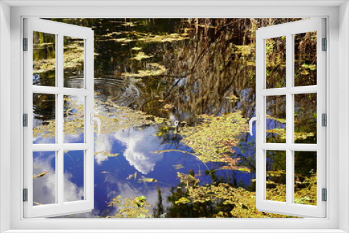 Fototapeta Naklejka Na Ścianę Okno 3D - Landscape of Hillsborough river at Lettuce lake park	in autumn