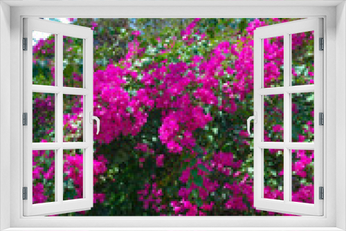 Fototapeta Naklejka Na Ścianę Okno 3D - pink flowers in the garden