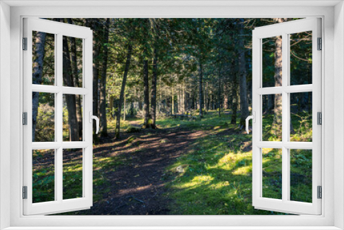 Fototapeta Naklejka Na Ścianę Okno 3D - Sunlight Forest