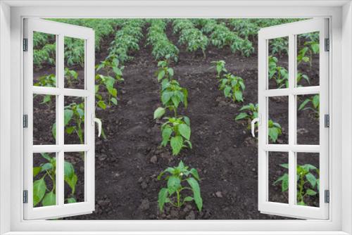 Fototapeta Naklejka Na Ścianę Okno 3D - Vegetable garden