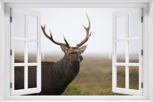 Fototapeta Naklejka Na Ścianę Okno 3D - The face of a male deer with great horns