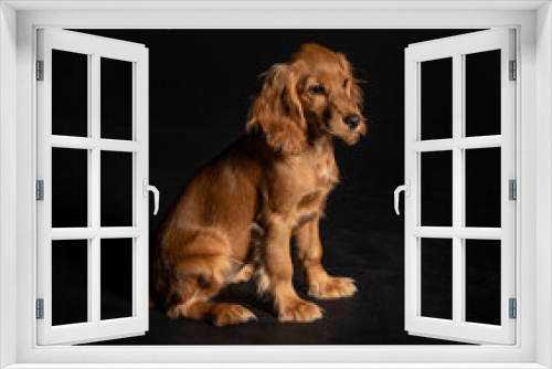 Fototapeta Naklejka Na Ścianę Okno 3D - puppy spaniel dog on a black background