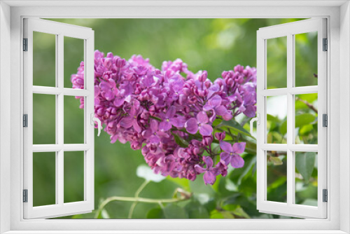 Fototapeta Naklejka Na Ścianę Okno 3D - lilac flowers in nature, spring