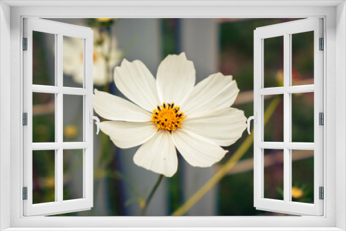 Fototapeta Naklejka Na Ścianę Okno 3D - White garden cosmos flower blooming in the garden