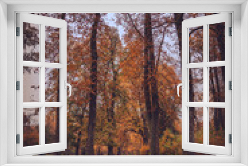 Fototapeta Naklejka Na Ścianę Okno 3D - Autumn trees in the park