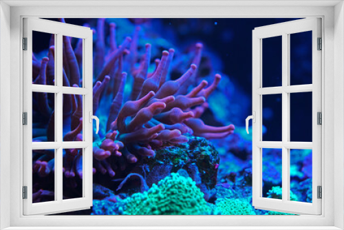 Fototapeta Naklejka Na Ścianę Okno 3D - Coral anemone.close-up